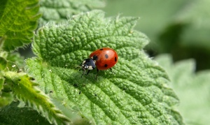 ladybug-349456_960_720