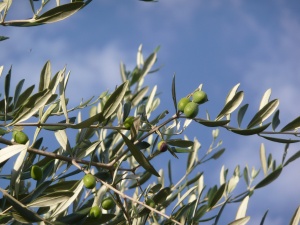olive-tree-2092564_1920