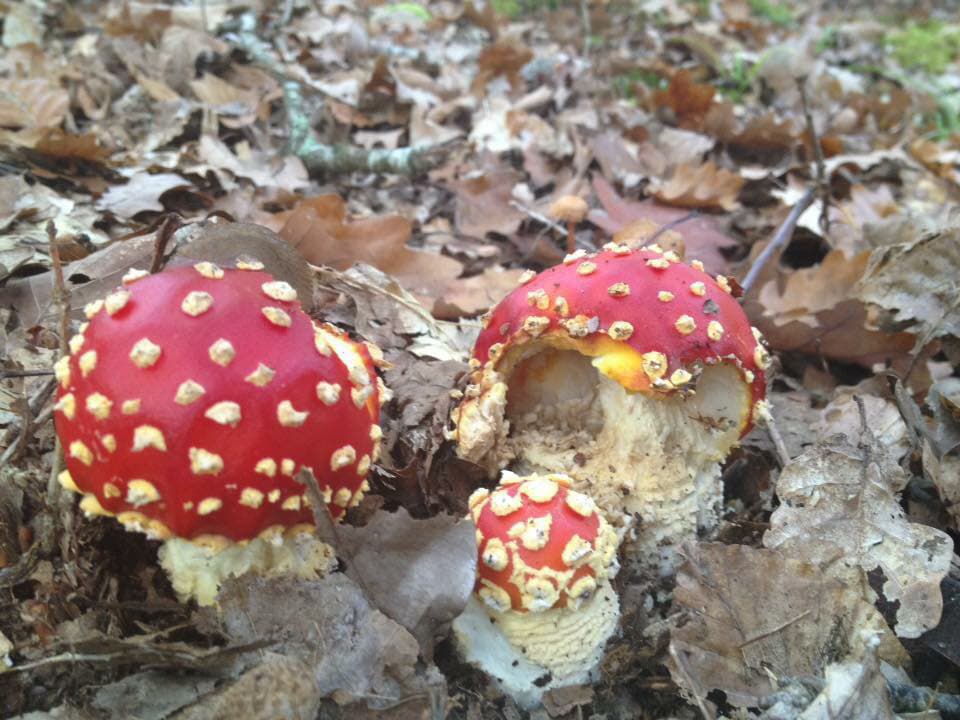 Les champignons chapeau ! Association Miam Les champignons chapeau ! Association Miam