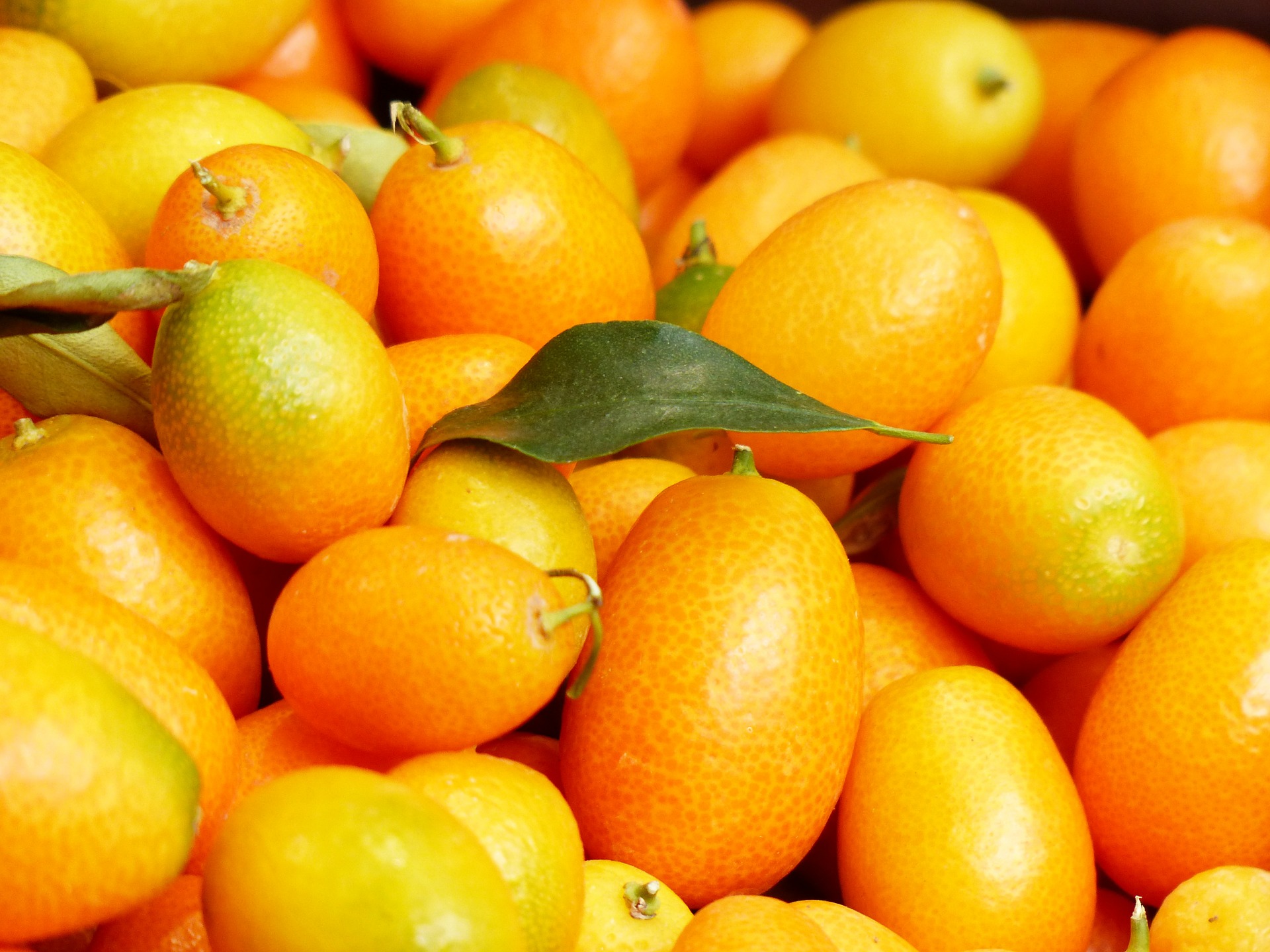 Le kumquat Association Miam
