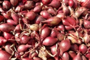 red-shallots-5768_1920-5