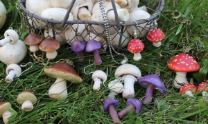 champignons