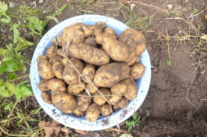 potatoes-704660_1920