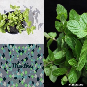 Menthe