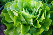 nature-940032_1280-1
