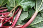 rhubarb-1350969_1920-1