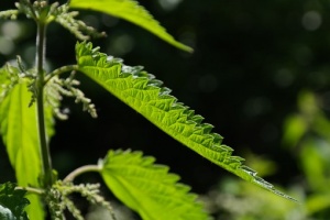 stinging-nettle-141508__340