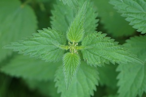 stinging-nettle-1556701_1920