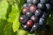 grapes-1293173_1920-2 grapes-1293173_1920-2