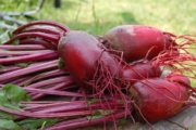beet-1637440_1920-1-2