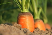 carrot-1565597_1920-2 carrot-1565597_1920-2