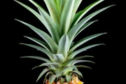 ananas-2 ananas-2