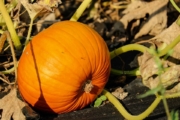 Citrouille-1 Citrouille-1