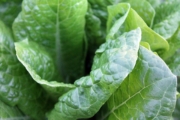 green-vegetables-1149790_1920-1-2