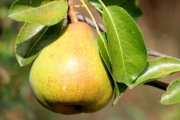 pear-1586866_1920-1
