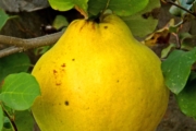 quince-969020_1920-1